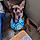 Tayco