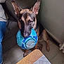 Tayco a rejoint le concours — aidez-le/la à gagner de superbes lots ! dog, puppy, german_shepherd, soccer_ball, indoor, floor, wooden_table, person, jeans, pet, playful, animal, ears, toy, home, sitting, brown, black, cute, waiting
