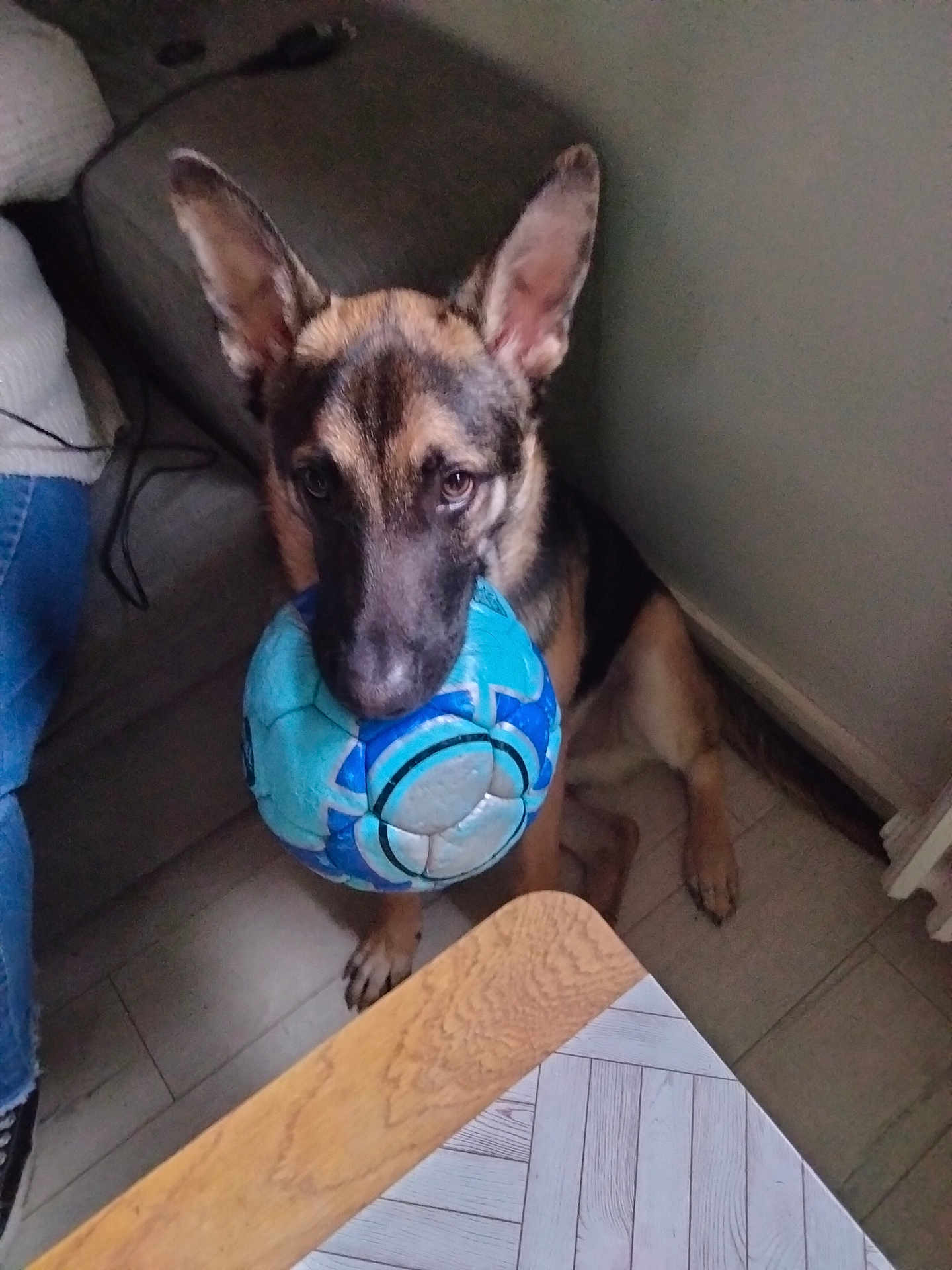 Tayco a rejoint le concours — aidez-le/la à gagner de superbes lots ! dog, puppy, german_shepherd, soccer_ball, indoor, floor, wooden_table, person, jeans, pet, playful, animal, ears, toy, home, sitting, brown, black, cute, waiting