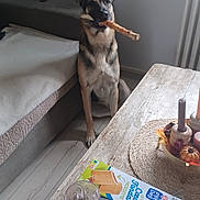 Tayco a rejoint le concours — aidez-le/la à gagner de superbes lots ! dog, german_shepherd, chew_stick, living_room, wooden_table, glass, snack_box, decor, candle, floor, sofa, blanket, window, radiator, pet, indoor, furniture, seat, cozy, relaxed