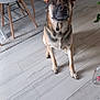 Tayco participe au concours pour gagner de l'argent avec cette photo : dog, reindeer_antlers, antlers, pet, indoor, floor, wooden_floor, chair, rug, furniture, canine, animal, holiday, costume, looking_up, ears, snout, domestic_animal, sitting, brown
