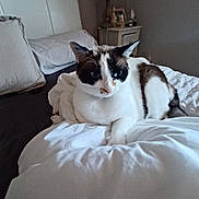 Foufouille a rejoint le concours — aidez-le/la à gagner de superbes lots ! cat, bed, pillow, blanket, indoor, furniture, lamp, nightstand, resting, pet, white, brown, fur, cozy, home, relaxing, sleepy, domestic, animal, comfortable