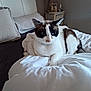 cat, bed, pillow, blanket, indoor, furniture, lamp, nightstand, resting, pet, white, brown, fur, cozy, home, relaxing, sleepy, domestic, animal, comfortable