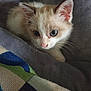 kitten, cat, blue_eyes, fur, pet, animal, blanket, cozy, cute, young, whiskers, ears, indoor, resting, soft_texture, closeup, small, domestic_cat, curious, feline