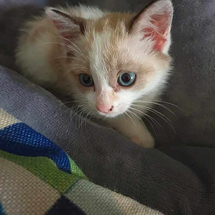 Foufouille participe au concours pour gagner de l'argent avec cette photo : animal, blanket, blue_eyes, cat, closeup, cozy, curious, cute, domestic_cat, ears, feline, fur, indoor, kitten, pet, resting, small, soft_texture, whiskers, young