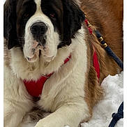 Ember is registered to the contest to win money with this photo: dog, saint_bernard, snow, red_harness, leash, large_paw, fur, outdoor, pet, animal, winter, canine, mammal, lying_down, close_up, white, brown, black, resting, nature