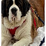 dog, saint_bernard, snow, red_harness, leash, large_paw, fur, outdoor, pet, animal, winter, canine, mammal, lying_down, close_up, white, brown, black, resting, nature