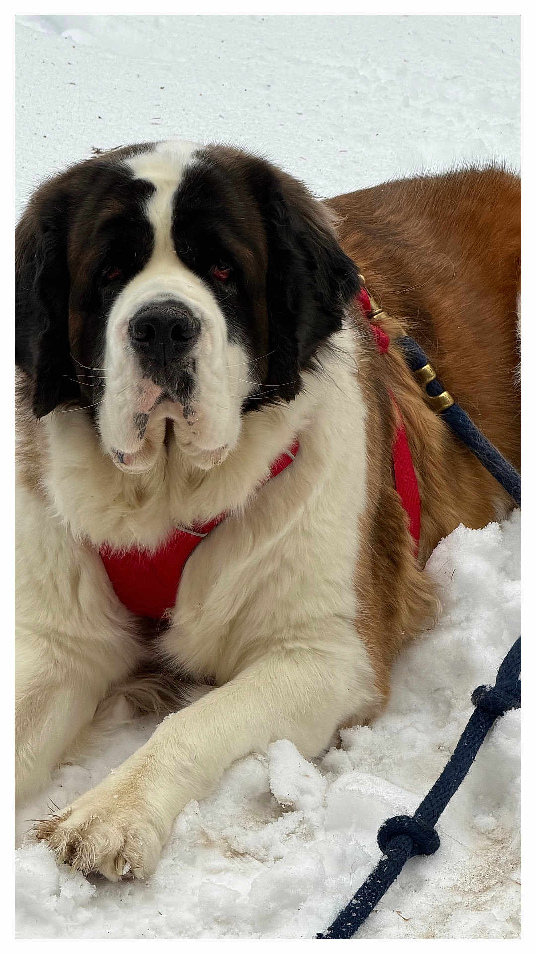Ember is registered to the contest to win money with this photo: dog, saint_bernard, snow, red_harness, leash, large_paw, fur, outdoor, pet, animal, winter, canine, mammal, lying_down, close_up, white, brown, black, resting, nature