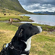 Talia a rejoint le concours — aidez-le/la à gagner de superbes lots ! dog, black_and_white, harness, lake, grass, mountain, cloudy_sky, horses, grazing, outdoor, nature, scenic, calm, animal, side_view, peaceful, landscape, water, pasture, wildlife