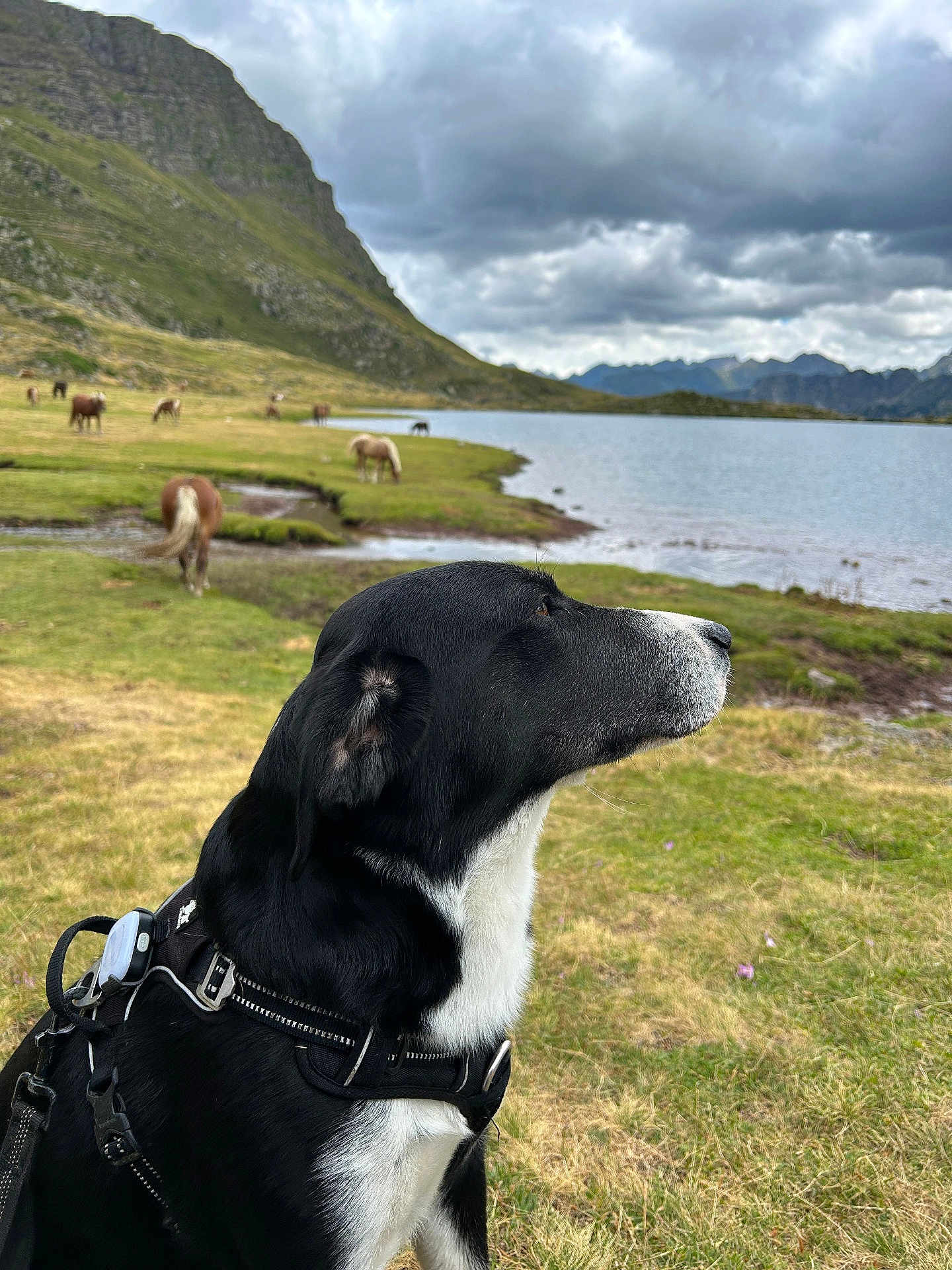 Talia a rejoint le concours — aidez-le/la à gagner de superbes lots ! dog, black_and_white, harness, lake, grass, mountain, cloudy_sky, horses, grazing, outdoor, nature, scenic, calm, animal, side_view, peaceful, landscape, water, pasture, wildlife