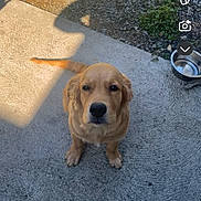 Aïcko a rejoint le concours — aidez-le/la à gagner de superbes lots ! dog, golden_retriever, puppy, outdoor, concrete, water_bowl, sunlight, shadow, pet, animal, sitting, looking_up, fur, ears, nose, eyes, tail, ground, nature, young