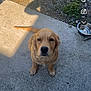 dog, golden_retriever, puppy, outdoor, concrete, water_bowl, sunlight, shadow, pet, animal, sitting, looking_up, fur, ears, nose, eyes, tail, ground, nature, young