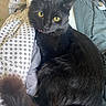 black_cat, cat, pet, animal, feline, yellow_eyes, fur, bed, blanket, patterned_sheet, indoor, curious, relaxed, tail, whiskers, comfort, domestic_animal, looking_at_camera, resting, cozy