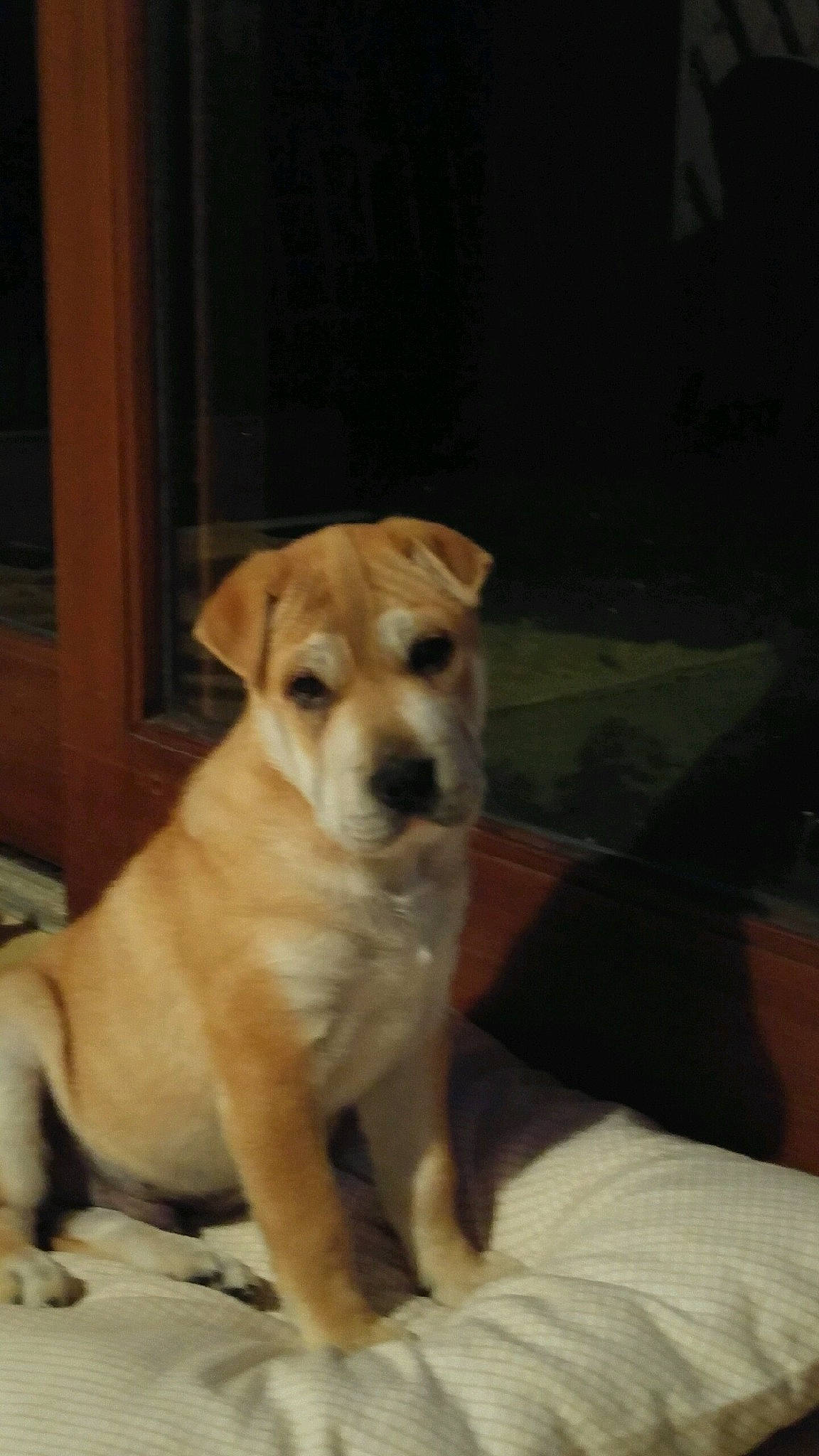 Newt a rejoint le concours — aidez-le/la à gagner de superbes lots ! canidae, carnivore, companion_dog, dog, dog_breed, fawn, labrador_retriever, mammal, potcake_dog, puppy, rare_breed_dog, snout, sporting_group, vertebrate