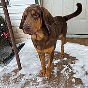 Scout is registered to the contest to win money with this photo: animal, brown_dog, canine, cold, dog, door, ears, fur, house, outdoor, paw, pet, porch, quiet, side_view, snow, snowflakes, standing, tail, winter