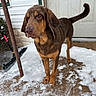 animal, brown_dog, canine, cold, dog, door, ears, fur, house, outdoor, paw, pet, porch, quiet, side_view, snow, snowflakes, standing, tail, winter