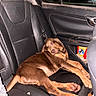Scout joined the competition — help win amazing prizes! animal, backseat, brown_dog, canine, car_interior, comfort, dog, door, indoor, leather_seat, paw, pet, relaxed, resting, seatbelt, sleeping, snout, transportation, vehicle, window