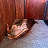 animal, brown, canine, carpet, corner, crate, dog, domestic_animal, door, fur, indoor, lying_down, paw, pet, quiet, relaxed, resting, sleeping, tan, wooden_wall