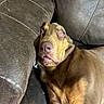 Scout is registered to the contest to win money with this photo: animal, brown_dog, canine, companion, couch, cute, dog, domestic_animal, fur, home, indoors, leather_couch, mammal, nap, paw, pet, relaxed, resting, sleeping, snout
