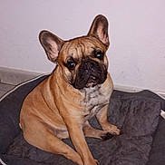 Uston a rejoint le concours — aidez-le/la à gagner de superbes lots ! dog, french_bulldog, pet_bed, indoor, tile_floor, wall, ears, brown_dog, canine, animal, sitting, looking, cute, domestic, companion, household, floor, resting, portrait, dog_face