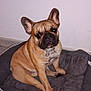 dog, french_bulldog, pet_bed, indoor, tile_floor, wall, ears, brown_dog, canine, animal, sitting, looking, cute, domestic, companion, household, floor, resting, portrait, dog_face