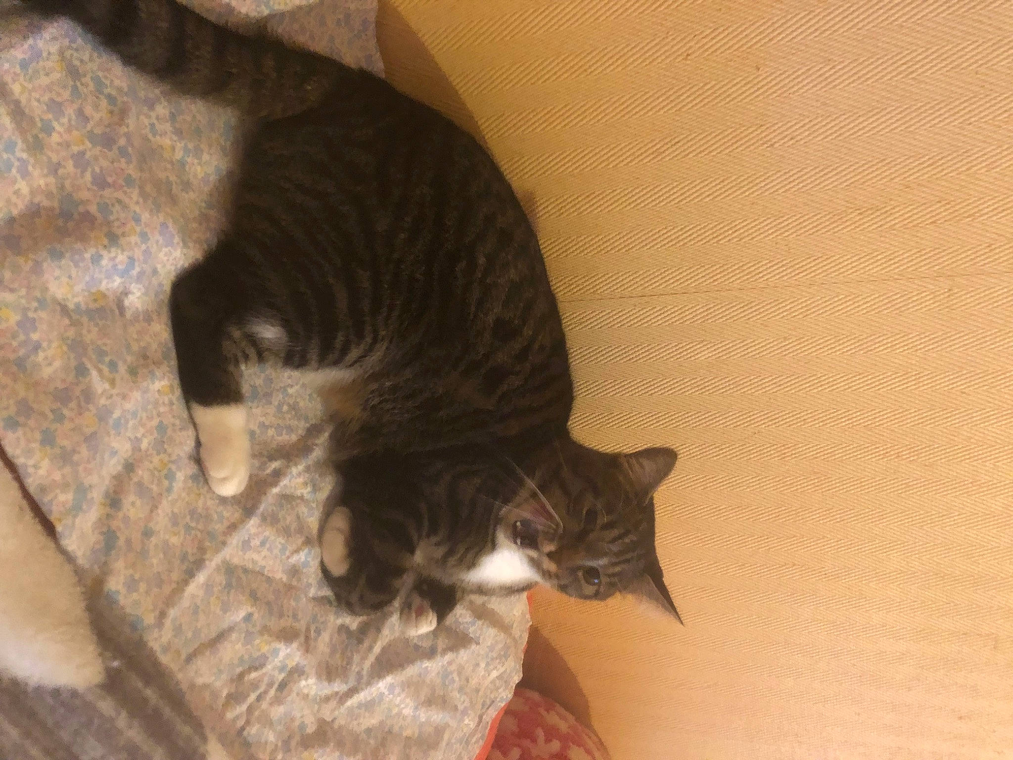 Guismo participe au concours pour gagner de l'argent avec cette photo : black_cat, carnivore, cat, claw, comfort, domestic_short_haired_cat, fawn, felidae, flooring, fur, hardwood, paw, room, small_to_medium_sized_cats, snout, tail, terrestrial_animal, whiskers, wood