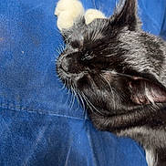 Milo joined the competition — help win amazing prizes! cat, sleeping, black_and_white, paw, close_up, fur, whiskers, blue_background, resting, domestic_cat, animal, pet, cozy, cute, feline, soft, relaxed, indoor, nap, quiet