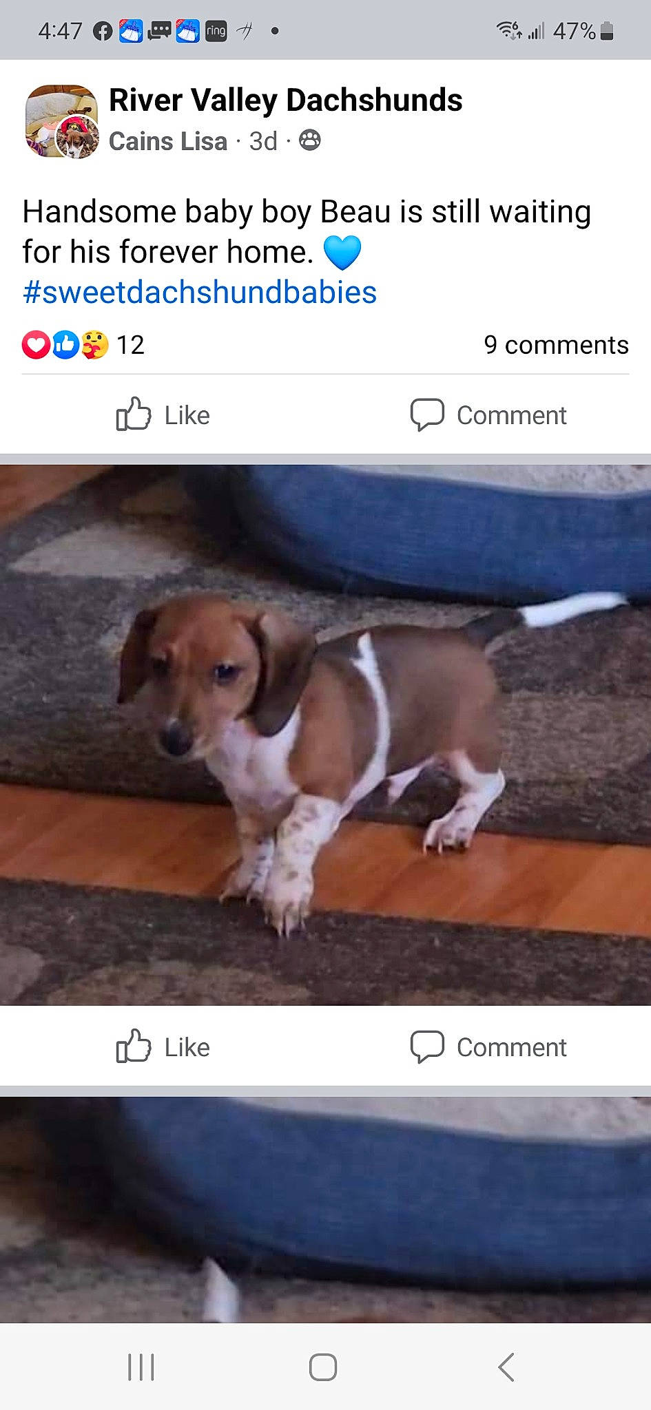 Roux joined the competition — help win amazing prizes! advertising, art, canidae, carnivore, companion_dog, dog, dog_breed, font, metal, paw, photo_caption, rectangle, screenshot, sporting_group, tail, working_animal