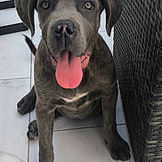 Isis a rejoint le concours — aidez-le/la à gagner de superbes lots ! dog, puppy, tongue_out, gray_fur, sitting, tile_floor, indoor, woven_furniture, pet, cute, animal, looking_up, ears, nose, paws, tail, young_dog, happy, domestic_animal, canine