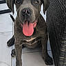 dog, puppy, tongue_out, gray_fur, sitting, tile_floor, indoor, woven_furniture, pet, cute, animal, looking_up, ears, nose, paws, tail, young_dog, happy, domestic_animal, canine