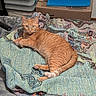 animal, bed, blanket, blue_device, cat, colorful, cozy, feline, furniture, indoor, knitted_blanket, lying_down, orange_tabby, pet, portrait, relaxed, remote_control, storage_boxes, striped_fur, tail