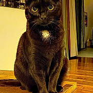 Blackgris participe au concours pour gagner de l'argent avec cette photo : cat, black_cat, indoor, wooden_floor, green_eyes, pet, feline, fur, animal, house, home_interior, portrait, sitting, wood, domestic_animal, curious, whiskers, ears, floor, decoration