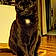 Blackgris