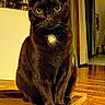 cat, black_cat, indoor, wooden_floor, green_eyes, pet, feline, fur, animal, house, home_interior, portrait, sitting, wood, domestic_animal, curious, whiskers, ears, floor, decoration