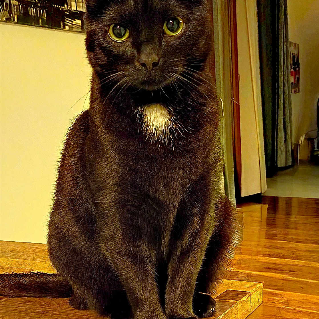 Blackgris