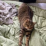 Kit Rosales is registered to the contest to win money with this photo: animal, bed, beige_blanket, blanket, cat, cozy, feline, fur, green_bedspread, indoor, paws, pet, relaxed, remote_control, resting, sleepy, stretching, tabby_cat, whiskers, windowsill
