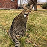 Kit Rosales joined the competition — help win amazing prizes! animal, brick_wall, building, calm, cat, collar, daytime, feline, grass, house, leafless_tree, mammal, nature, outdoor, pet, tabby, tag, tail, tree, yard
