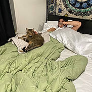 Kit Rosales joined the competition — help win amazing prizes! bed, blanket, cat, cozy, curtain, framed_picture, furniture, green_blanket, indoor, patterned_wall_hanging, person, pillow, relaxed, resting, sleeping, tabby_cat, tapestry, tattoo, wall, white_pillow