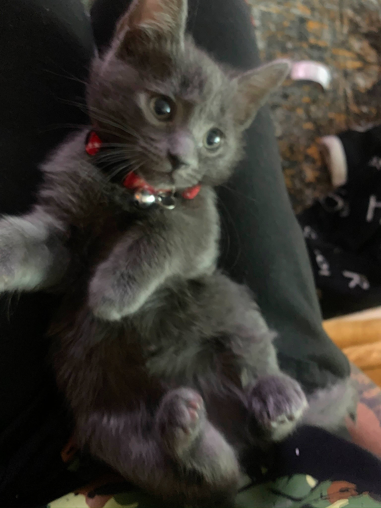 Phantom is registered to the contest to win money with this photo: asian, black_cat, carnivore, cat, domestic_short_haired_cat, felidae, german_rex, javanese, kitten, korat, mammal, nebelung, oriental_longhair, russian_blue, small_to_medium_sized_cats, snout, vertebrate, whiskers