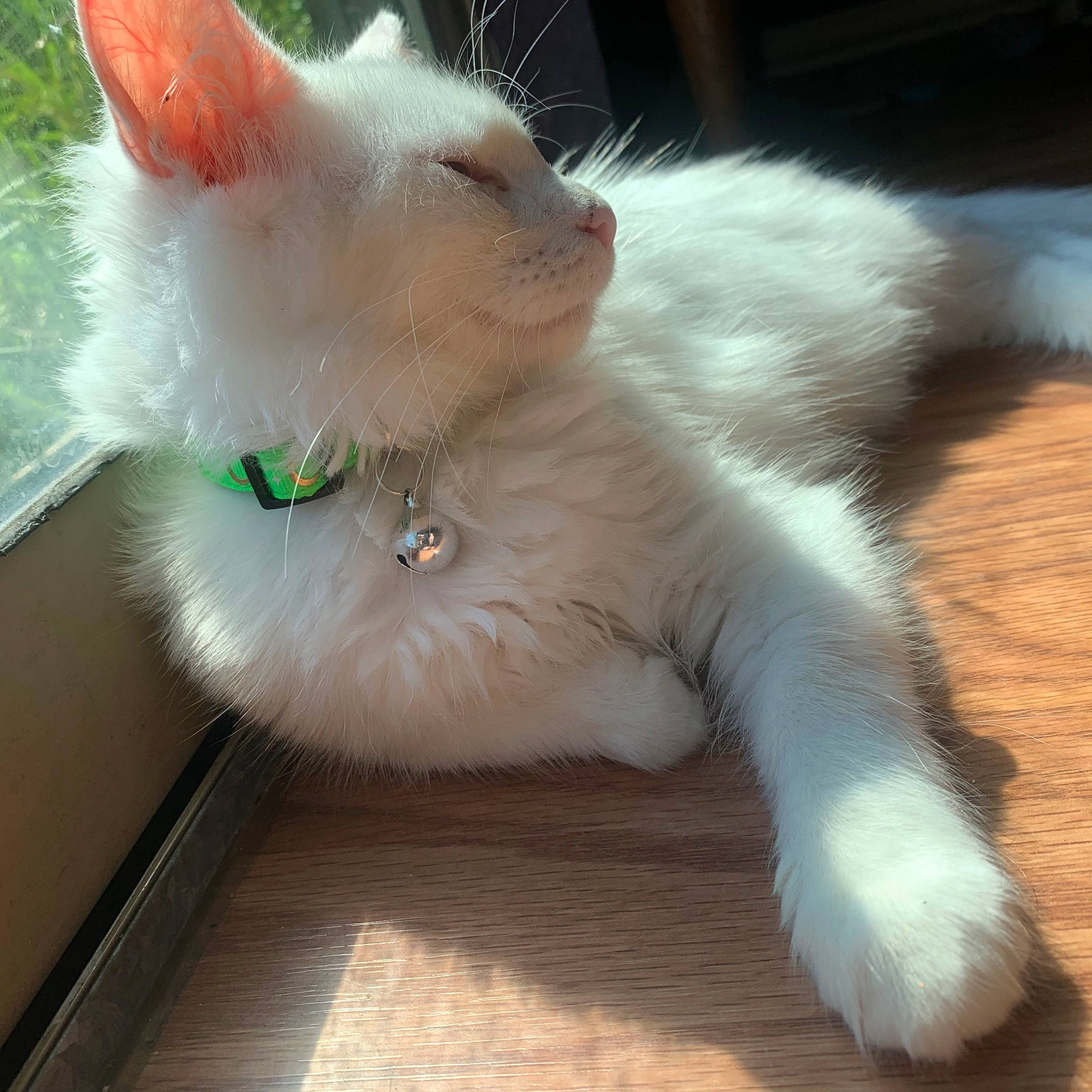 Rune joined the competition — help win amazing prizes! carnivore, cat, claw, colorpoint_shorthair, domestic_long_haired_cat, fawn, felidae, fur, javanese, khao_manee, mammal, nose, paw, polydactyl_cat, ragamuffin, small_to_medium_sized_cats, tail, turkish_angora, turkish_van, whiskers