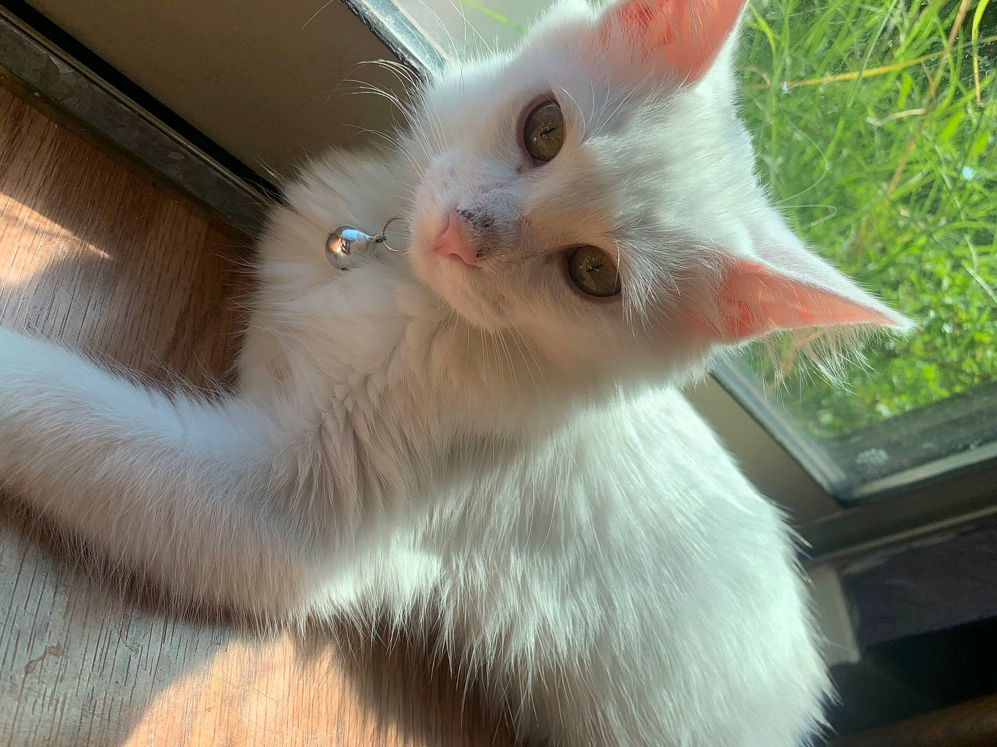 Rune joined the competition — help win amazing prizes! carnivore, cat, colorpoint_shorthair, domestic_long_haired_cat, ear, eye, felidae, fur, khao_manee, kitten, mammal, nose, polydactyl_cat, ragdoll, small_to_medium_sized_cats, tail, turkish_angora, turkish_van, vertebrate, whiskers