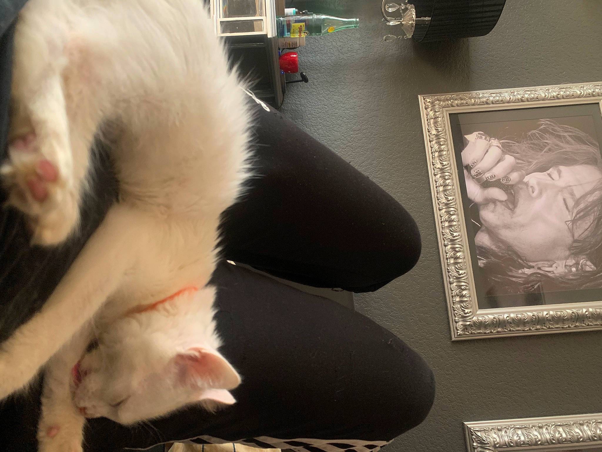 Rune joined the competition — help win amazing prizes! cat, ear, felidae, fur, leg, paw, skin, small_to_medium_sized_cats, snout, tail, whiskers