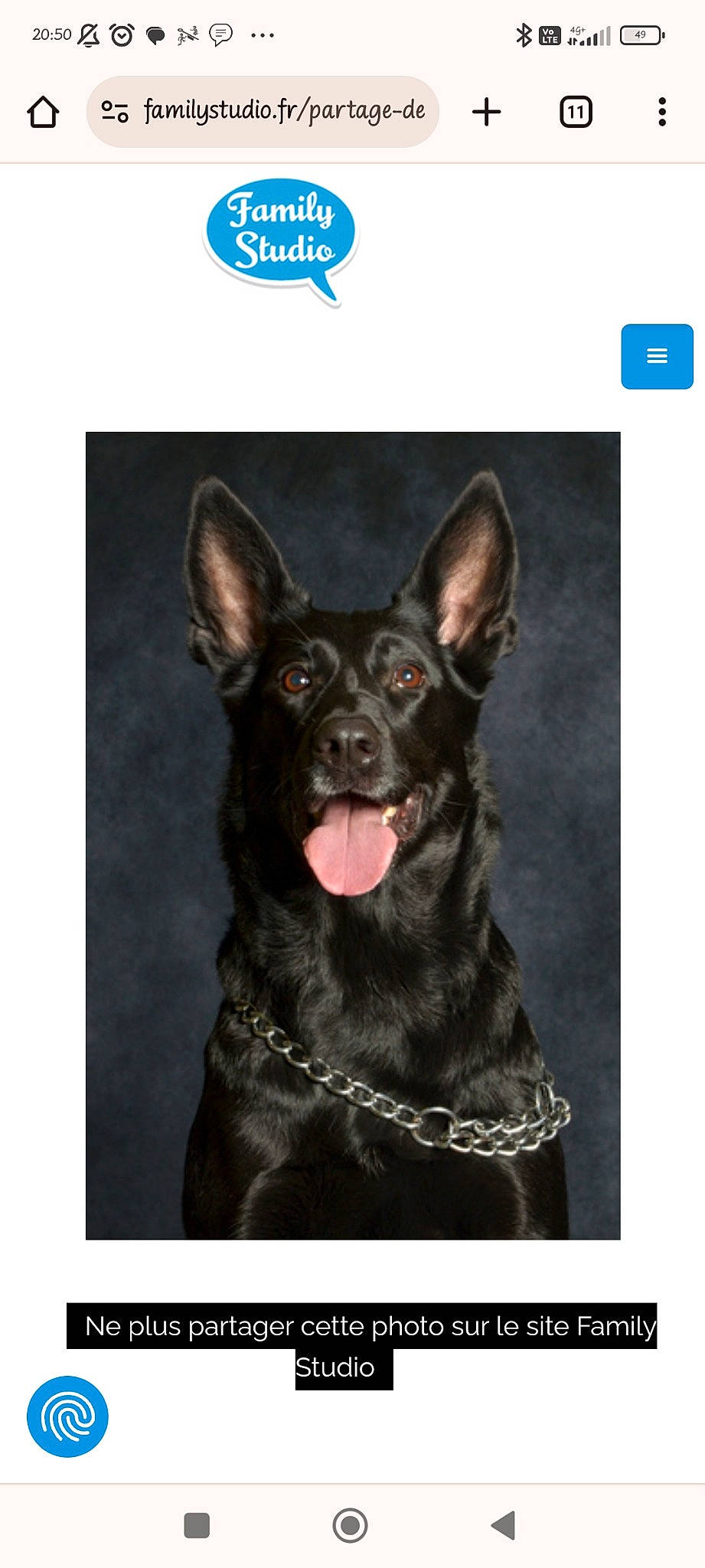 Maya participe au concours pour gagner de l'argent avec cette photo : canidae, carnivore, collar, companion_dog, dog, dog_breed, dog_collar, dog_supply, ear, eye, font, fur, liver, non_sporting_group, paw, photo_caption, snout, sporting_group, whiskers, working_animal