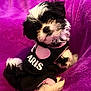 Bella is registered to the contest to win money with this photo: puppy, dog, black_and_white, fur, pet_clothing, outfit, purple_blanket, cute, small_dog, sitting, fluffy, indoors, portrait, animal, pet, young_dog, fuzzy, looking_at_camera, cozy, soft_texture