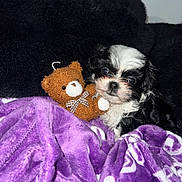 Bella is registered to the contest to win money with this photo: puppy, dog, teddy_bear, stuffed_toy, blanket, purple, black_and_white, cute, snuggling, cozy, soft, indoors, pet, animal, fur, resting, small, young, comfort, bed