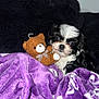 puppy, dog, teddy_bear, stuffed_toy, blanket, purple, black_and_white, cute, snuggling, cozy, soft, indoors, pet, animal, fur, resting, small, young, comfort, bed