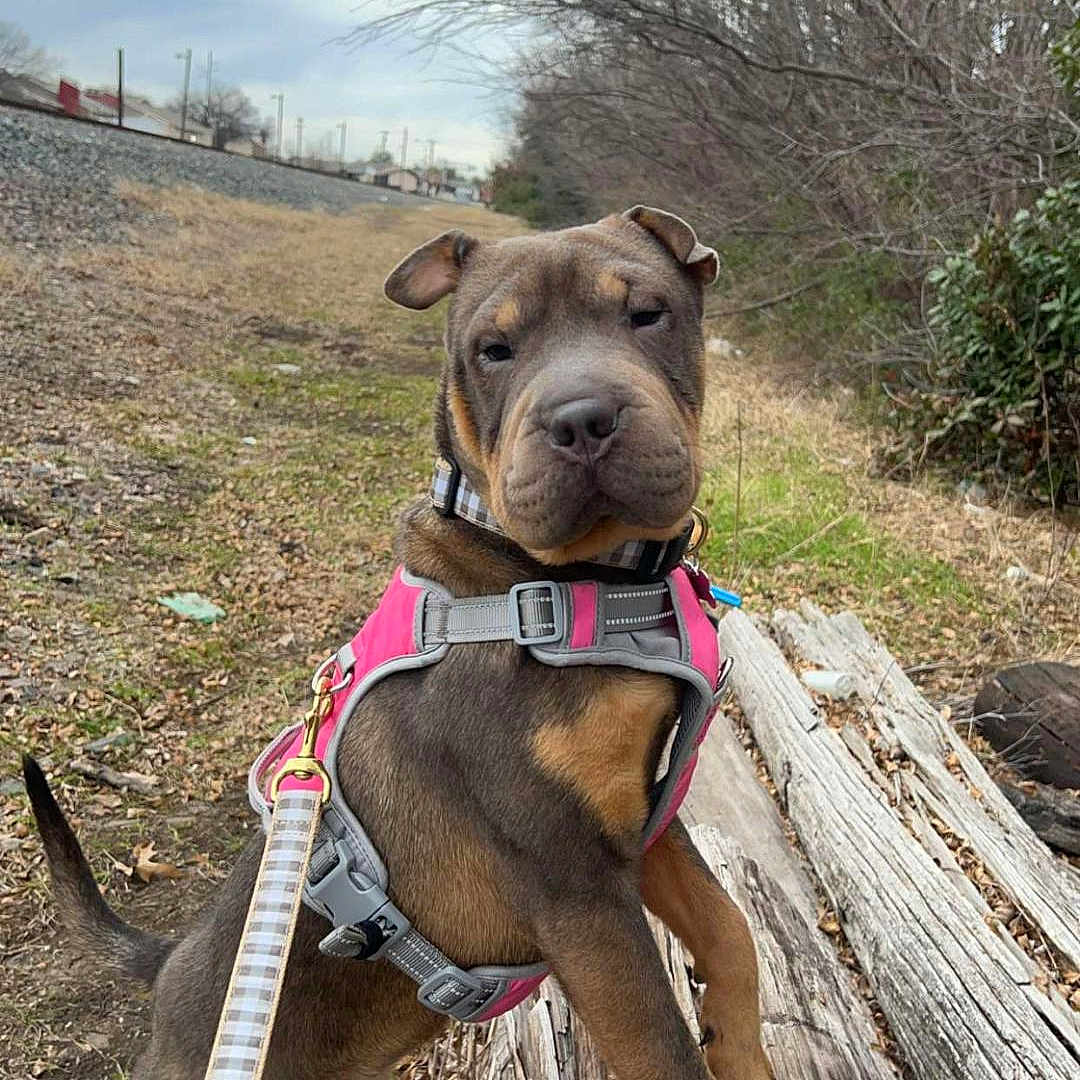 Myra joined the competition — help win amazing prizes! accessories, animal, canine, dog, face, grass, head, outdoors, path, person, pet, photography, plant, portrait, puppy, soil, strap, tree, vegetation, wood