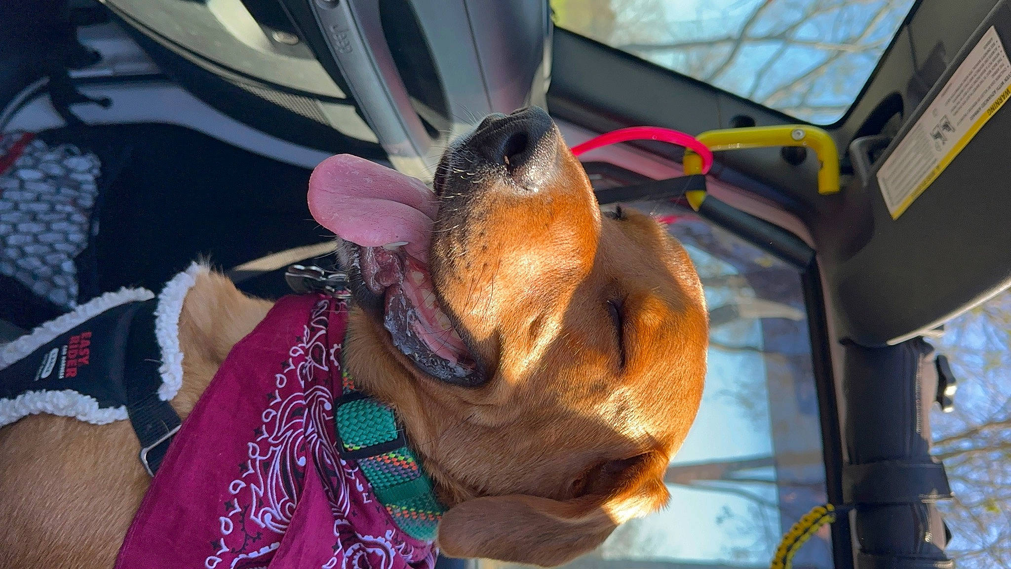 Darcella Jasper is registered to the contest to win money with this photo: canidae, carnivore, collar, companion_dog, dog, dog_breed, dog_collar, dog_supply, ear, fawn, fur, guard_dog, liver, mammal, pet_supply, snout, sporting_group, whiskers, working_animal, wrinkle