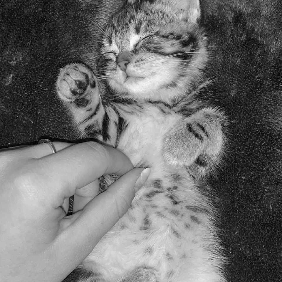 Choune participe au concours pour gagner de l'argent avec cette photo : animal, belly, blanket, cat, comfort, cozy, cute, domestic_animal, feline, fur, hand, kitten, paw, pet, relaxation, resting, sleep, sleeping, striped, young