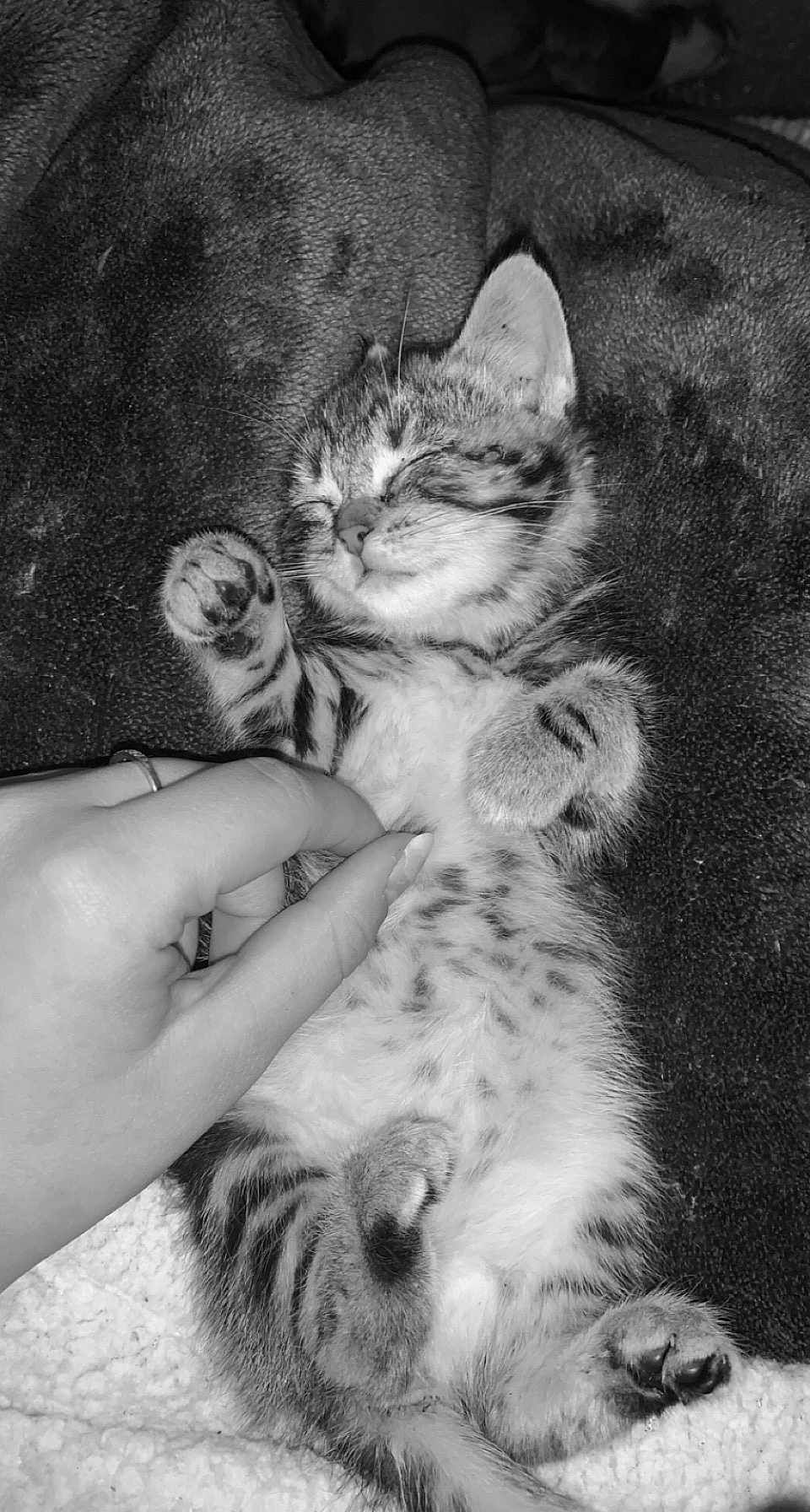 Choune participe au concours pour gagner de l'argent avec cette photo : animal, belly, blanket, cat, comfort, cozy, cute, domestic_animal, feline, fur, hand, kitten, paw, pet, relaxation, resting, sleep, sleeping, striped, young